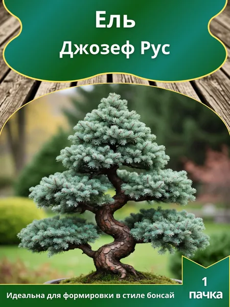 Ель Джозеф Рус , семена 10 шт. (бонсай)