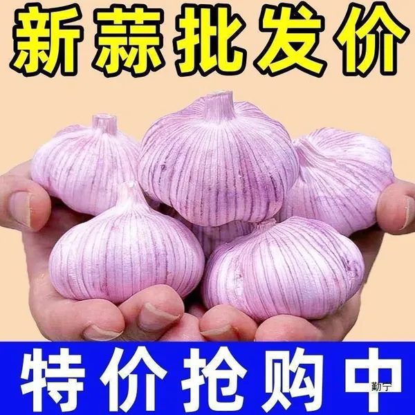 Свежий чеснок из Шаньдуна, фиолетовый, крупный