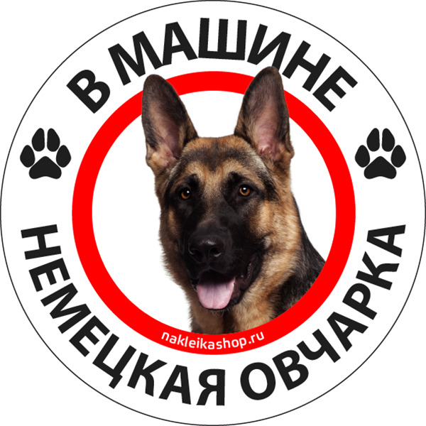 Наклейка Собака в машине / немецкая овчарка