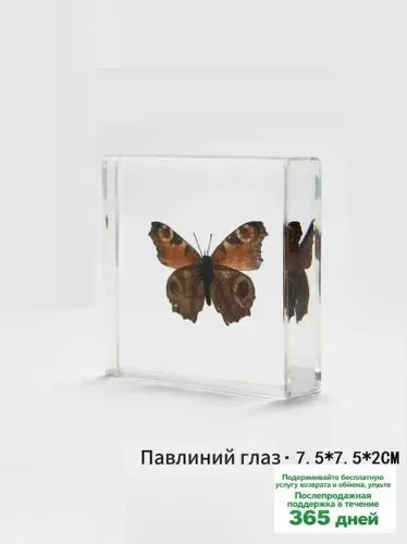 Павлиний глаз, Бабочка в смоле, энтомологический образец, биологическое пособие, праздничный подарок