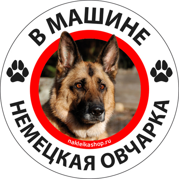 Наклейка Собака в машине / немецкая овчарка
