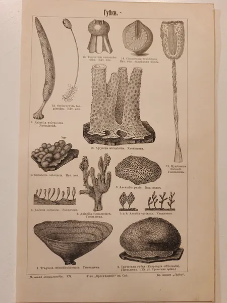 Литография из энциклопедии. Губки. 1909 г.