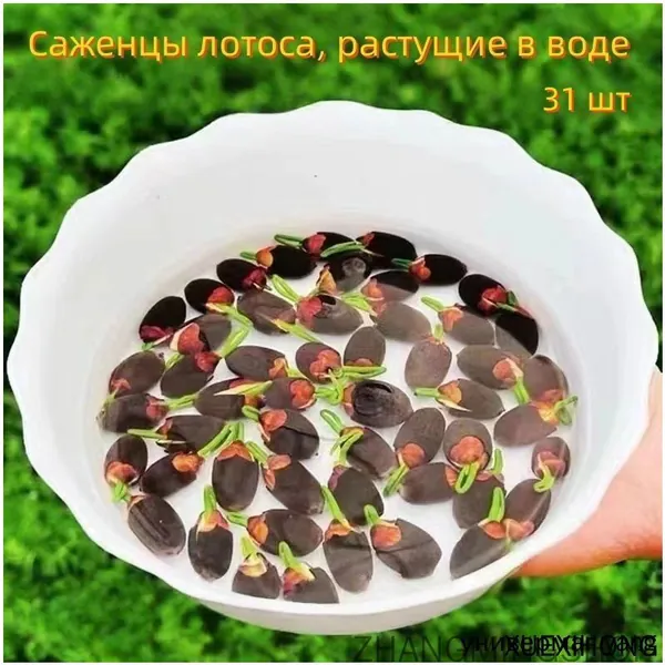 Комплект для премиального микроландшафта включает 31 семя лотоса, предназначенное для гидропонного выращивания, с гарантией быстрого прорастания и разнообразной окраской цветов.