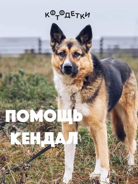 Помочь Кендал найти дом