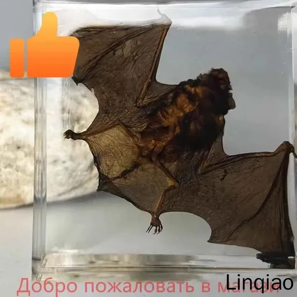 Настоящие экземпляры насекомых, Коллекция насекомых, образец летучей мыши 1 шт