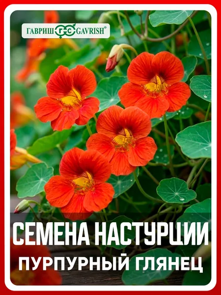 Семена Настурция махровая "Пурпурный глянец" 1 гр, однолетние цветы для дачи, сада и огорода, клумбы, в открытый грунт, в контейнер, на балкон, в ящик.