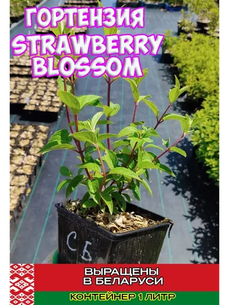 Метельчатая гортензия "Strawberry blossom"