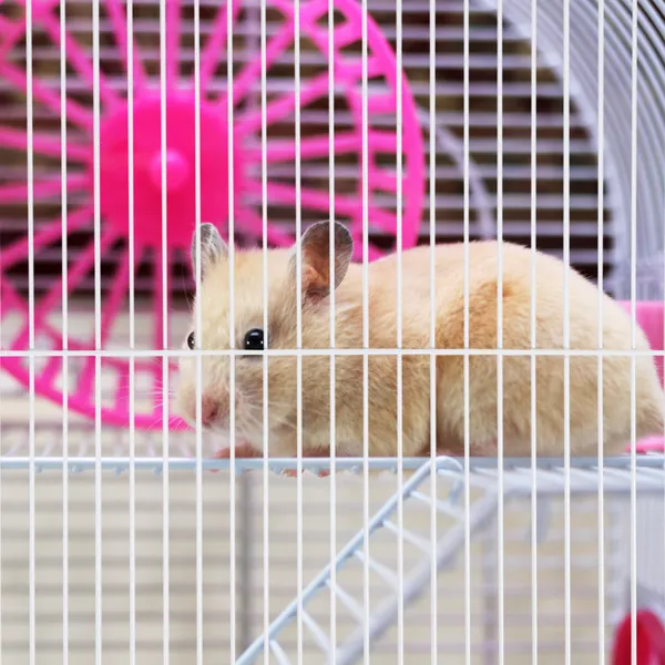 Разделительная панель из железа для клетки pet 47, белая, для грызунов